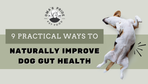 9 Practical Ways To Naturally Improve Dog Gut Health