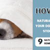 How to Naturally Help Your Dog’s Upset Stomach (9 Tips)