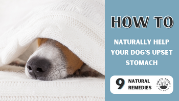 How to Naturally Help Your Dog’s Upset Stomach (9 Tips)