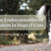 The Endocannabinoid System in Dogs and Cats