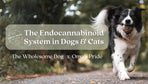 The Endocannabinoid System in Dogs and Cats