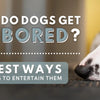 Do Dogs Get Bored? 7 Best Ways To Entertain Them