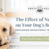 The Effect of Nutrition on Your Dog’s Behavior