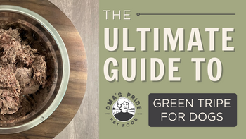 The Ultimate Guide to Green Tripe for Dogs