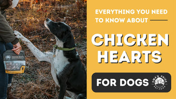 Everything You Need to Know: Chicken Hearts for Dogs