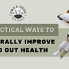 9 Practical Ways To Naturally Improve Dog Gut Health