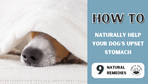 How to Naturally Help Your Dog’s Upset Stomach (9 Tips)