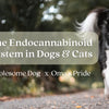 The Endocannabinoid System in Dogs and Cats