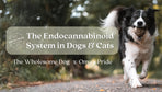 The Endocannabinoid System in Dogs and Cats