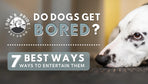 Do Dogs Get Bored? 7 Best Ways To Entertain Them