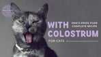 7 Amazing Benefits of Colostrum for Cats to Know