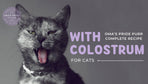 7 Amazing Benefits of Colostrum for Cats to Know