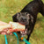 Beef Marrow Bones