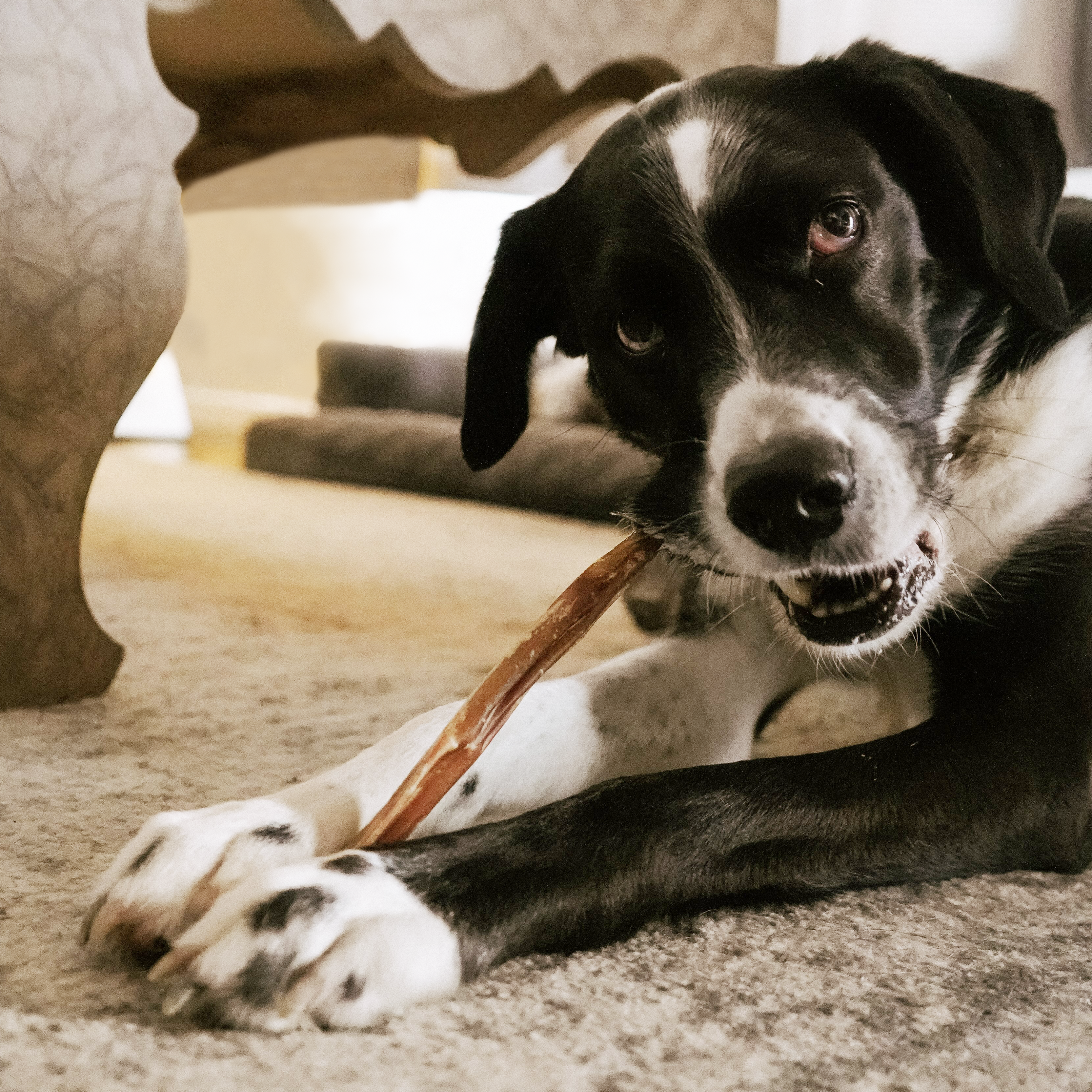Beef Bully Sticks